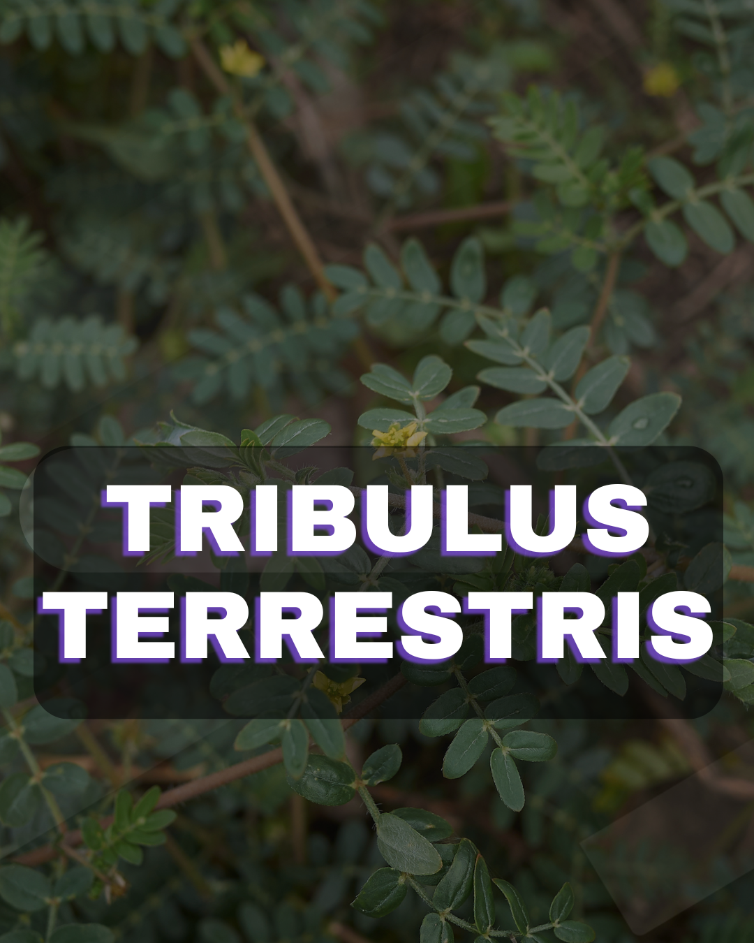 Sem nome (1080 x 1350 px) (21)